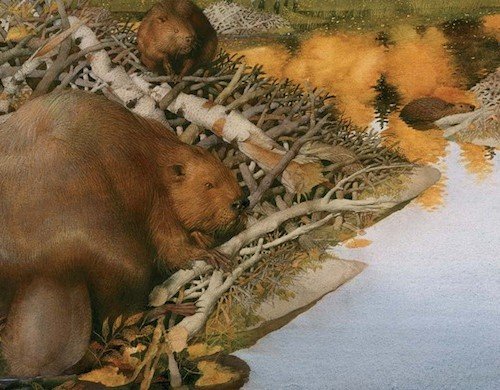 Life in the Boreal Forest-beavers