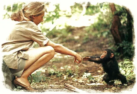 Jane Goodall and chimp