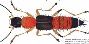 Rove Beetle-The Beetle Book