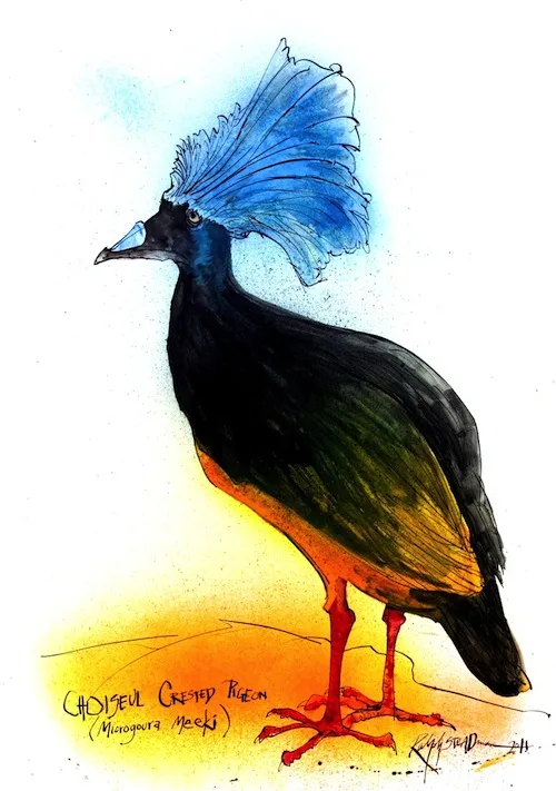 CHOISEUL Crested Pigeon full