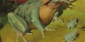 Darwin's Frog