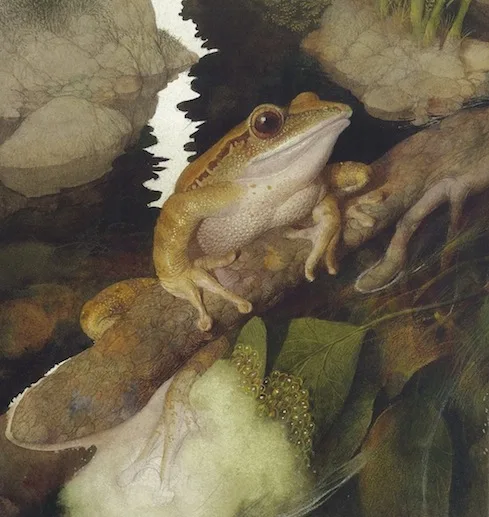 Four Lined Tree Frog-Borneo