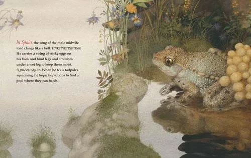 Frog Song Spanish toad