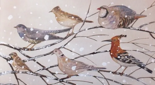 Message of the Birds
