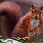 Red Squirrel via The Telegraph