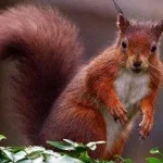 Red Squirrel via The Telegraph
